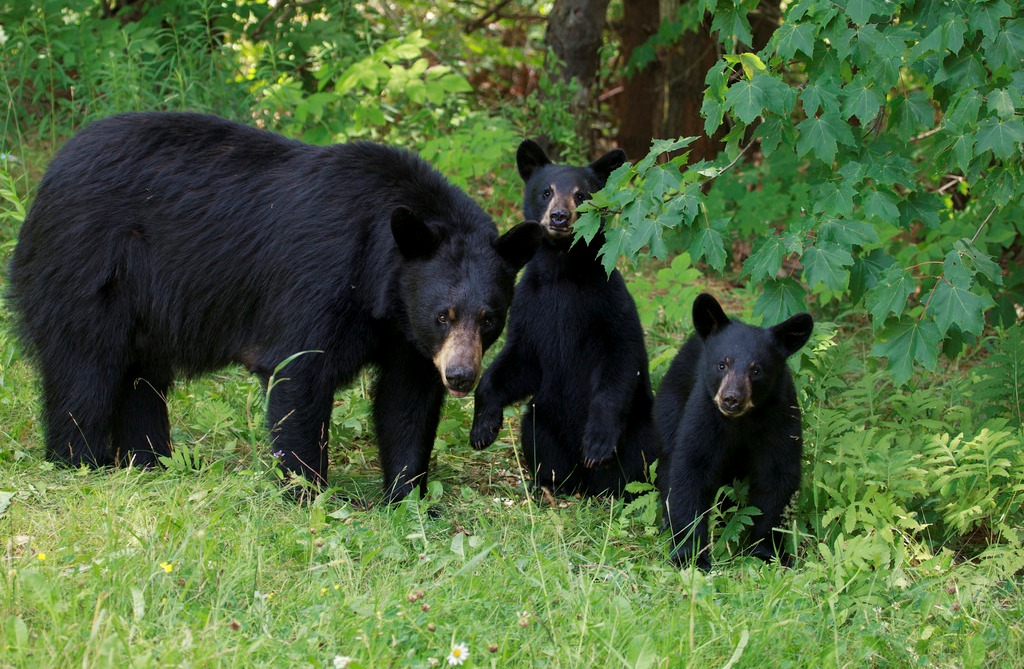 A mother black bear with her cubs