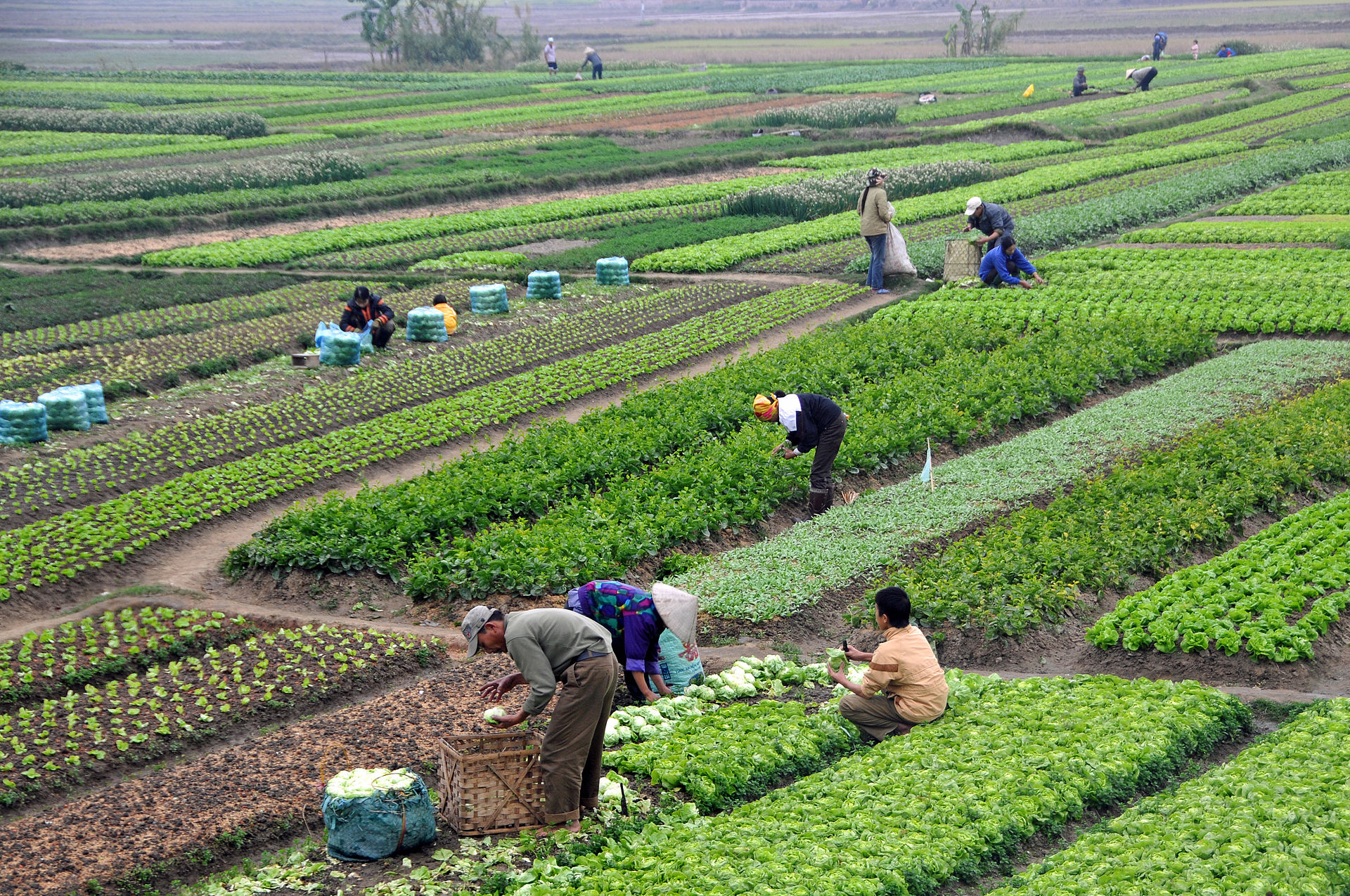 Agriculture in Vietnam with farmers | commons.wikimedia.org / Dennis Jarvis