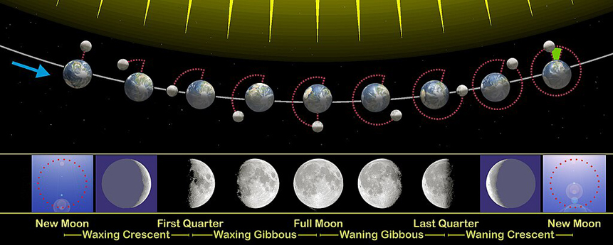 This not-to-scale graphic shows the position of the Moon and the Sun during each of the Moon's phases and the Moon as it appears while standing on Earth and looking towards the Moon during each Moon phase. The relation of the phases of the Moon with its revolution around Earth. The sizes of Earth and Moon, and their distance you see here are far from real. On this image the following are also depicted: the synchronous rotation of the Moon, the motion of the Earth around the common center of mass, the difference between the sidereal [or lunar month every 27 days] and synodical [every 29 days] month (green mark), the Earth's axial tilt. (NOTE: the precise moment of a New Moon take place in daylight when you can see only the bright Sun.) | en.m.wikipedia.org | Credit: Orion 8