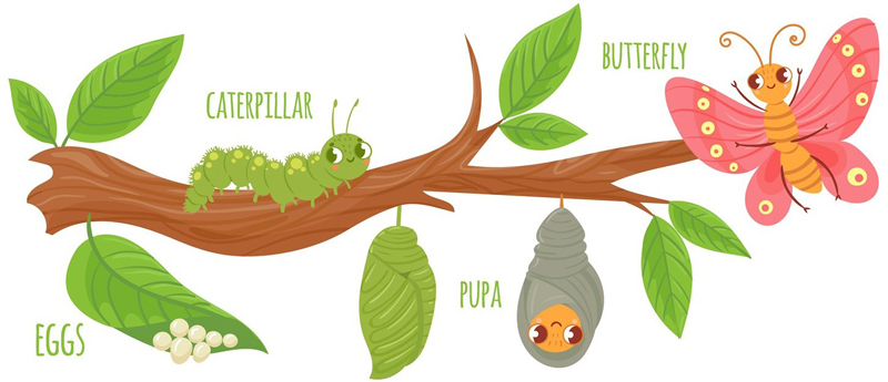 Butterfly metamorphosis stages | designbundles.net | Image credit: Tartila